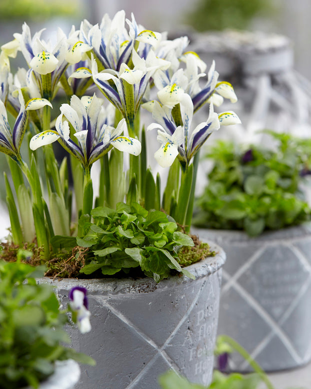 Iris 'Eye Catcher'