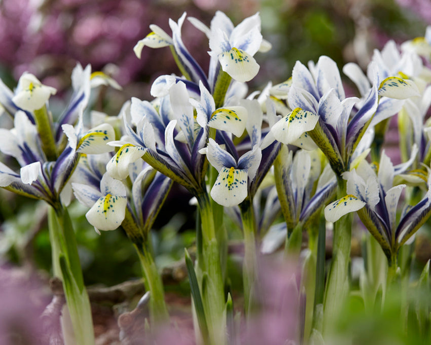 Iris 'Eye Catcher'