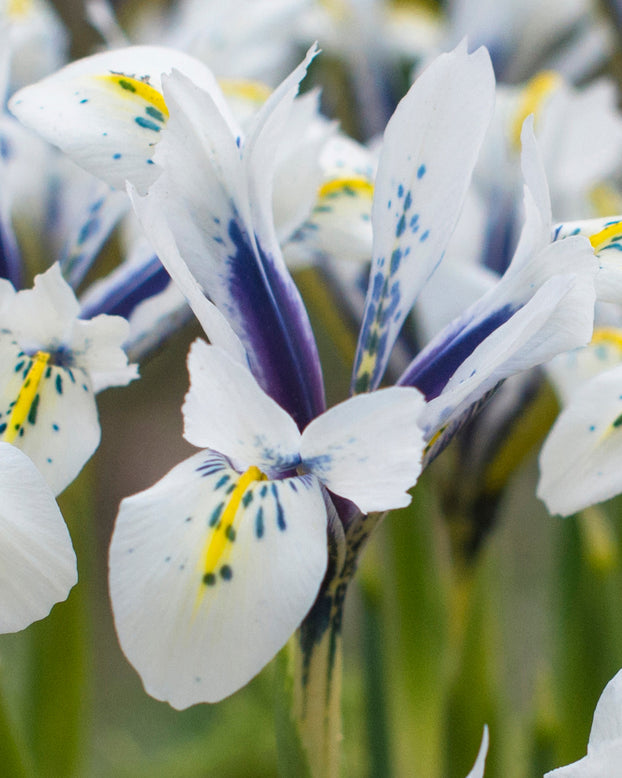 Iris 'Eye Catcher'