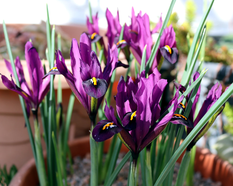 Iris 'George'