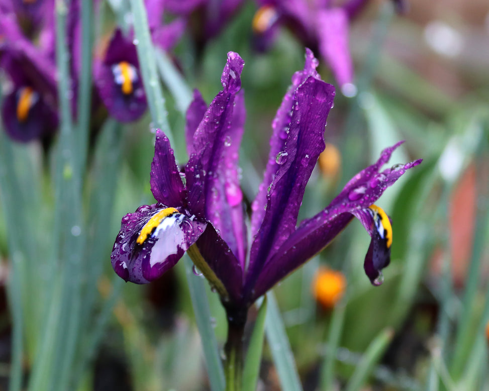 Iris 'George'