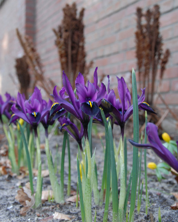 Iris 'George'