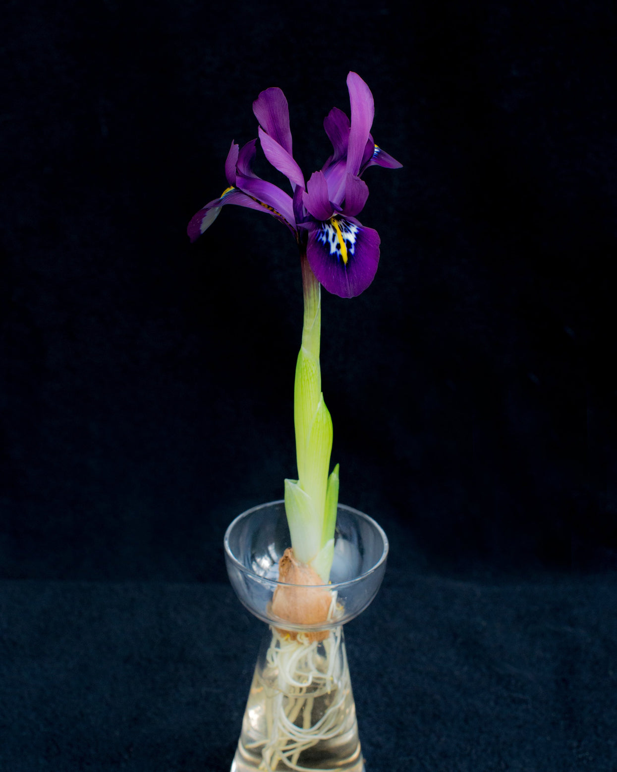 Iris bulbs — Buy purple dwarf irises online at Farmer Gracy UK