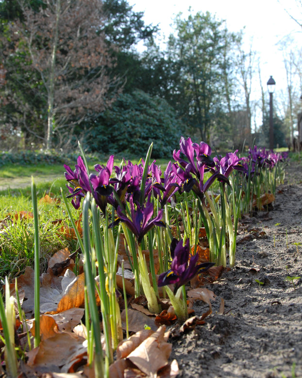 Iris 'George'