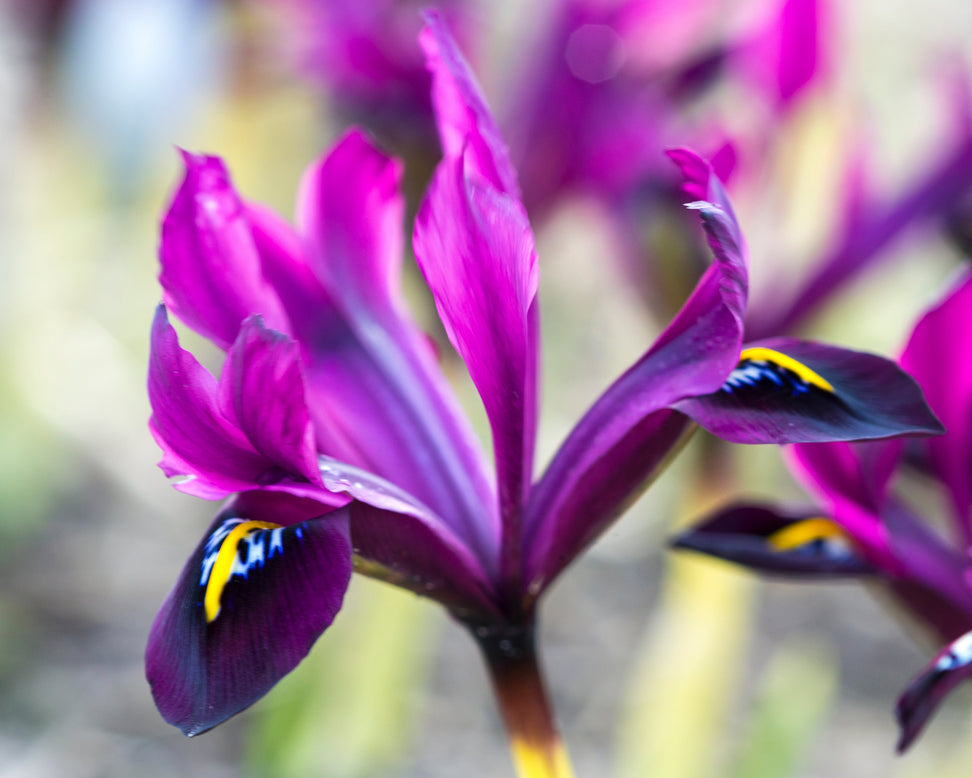 Iris 'George'