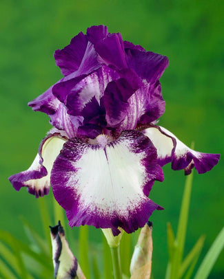 Bearded Iris 'Loop de Loop'