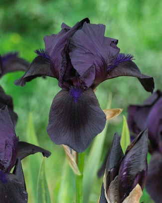 Bearded Iris 'Royal Satin'