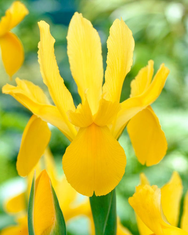 Dutch Iris 'Golden Beauty'