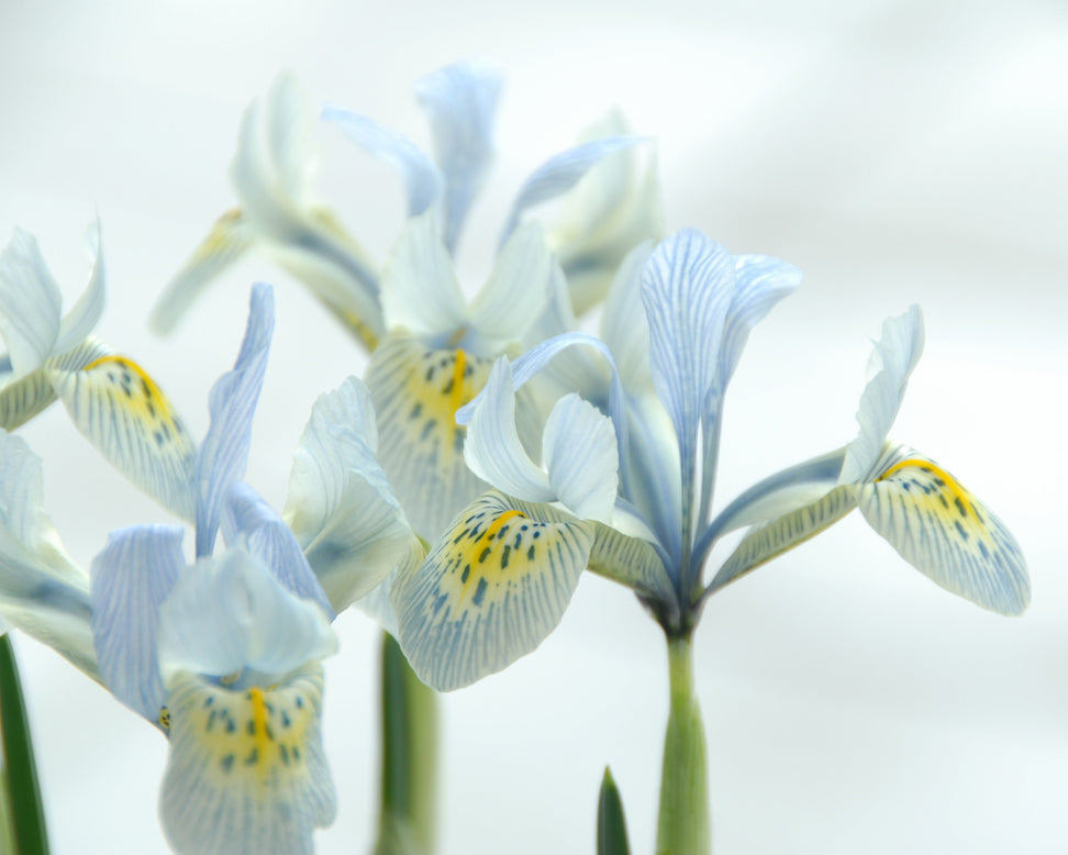 Iris 'Katharine Hodgkin'