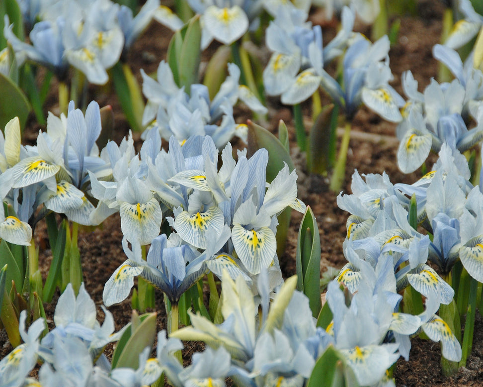 Iris 'Katharine Hodgkin'