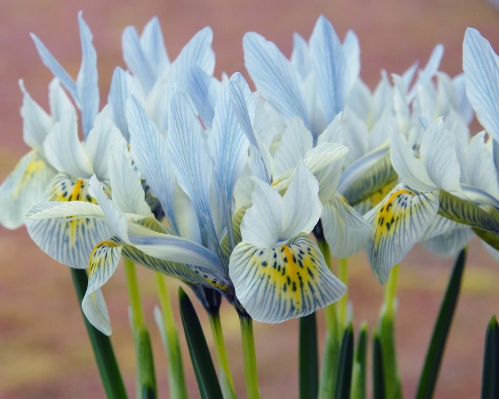 Iris 'Katharine Hodgkin'