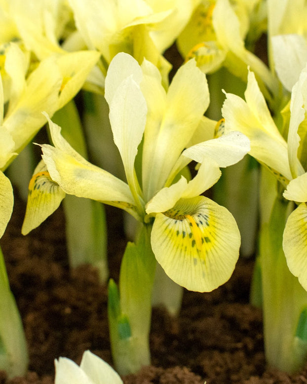 Iris 'Katherine's Gold'