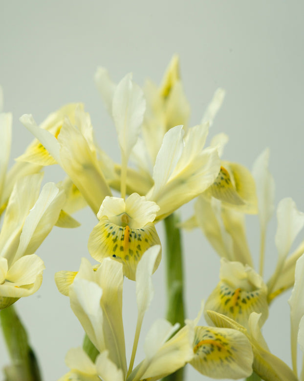 Iris 'Katherine's Gold'