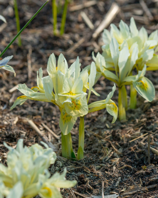 Iris 'Katherine's Gold'