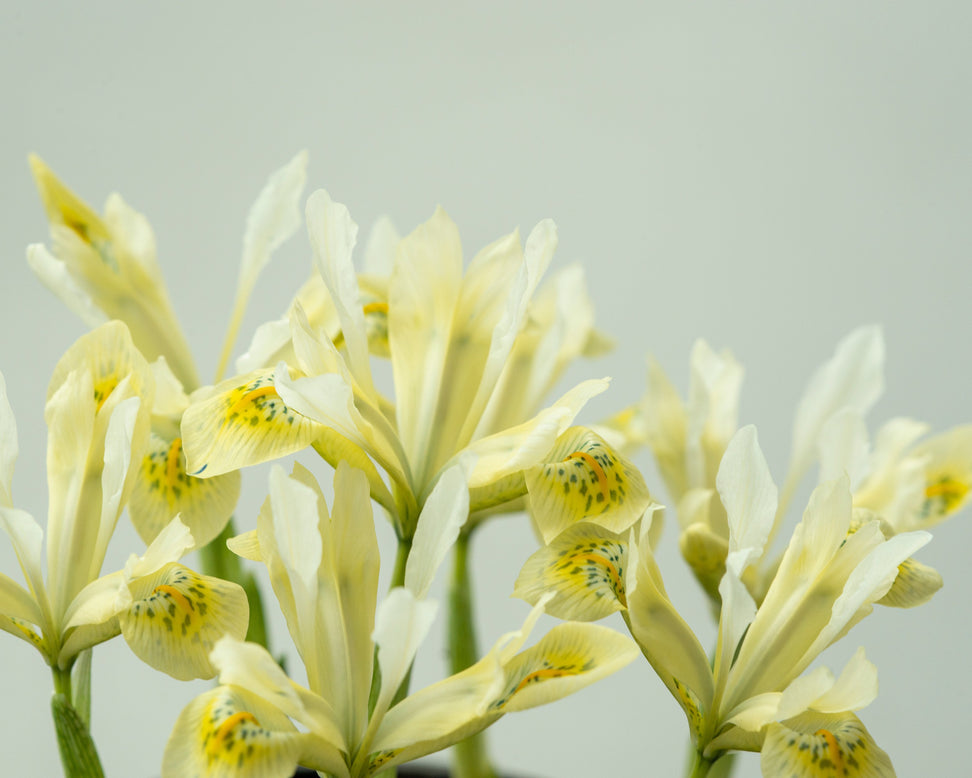 Iris 'Katherine's Gold'