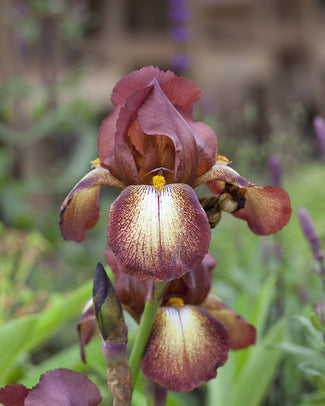 Bearded Iris 'Kent Pride'