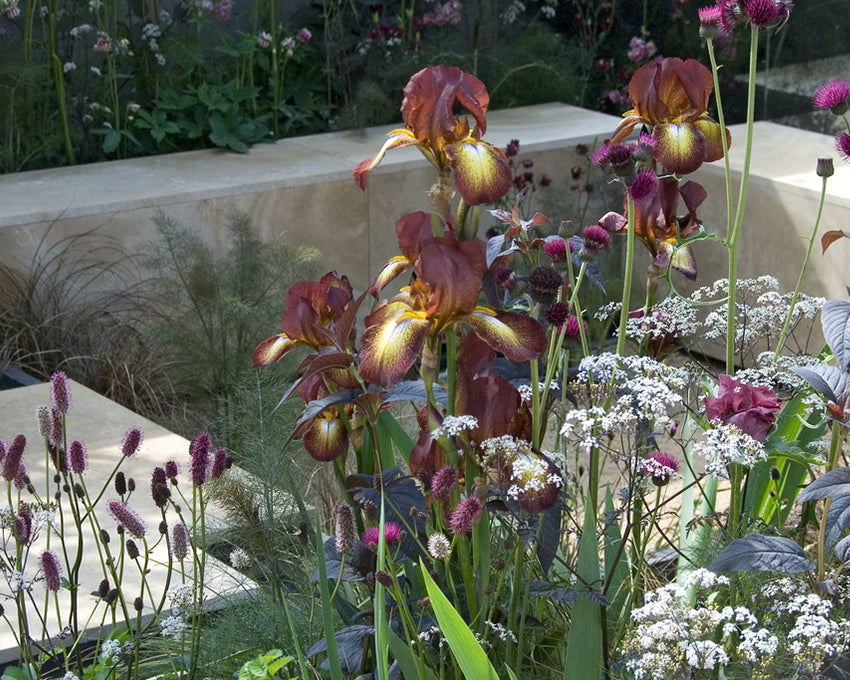Bearded Iris 'Kent Pride'