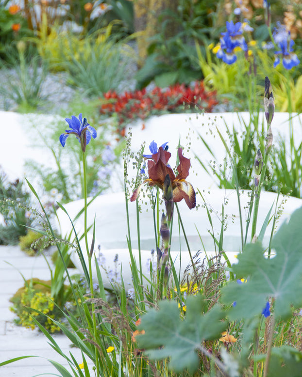 Bearded Iris 'Kent Pride'