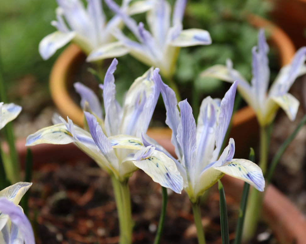 Iris 'Painted Lady'