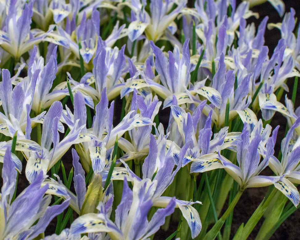 Iris 'Painted Lady'