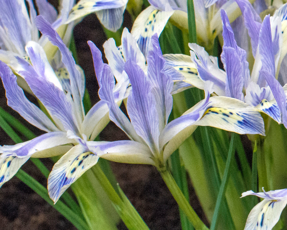 Iris 'Painted Lady'