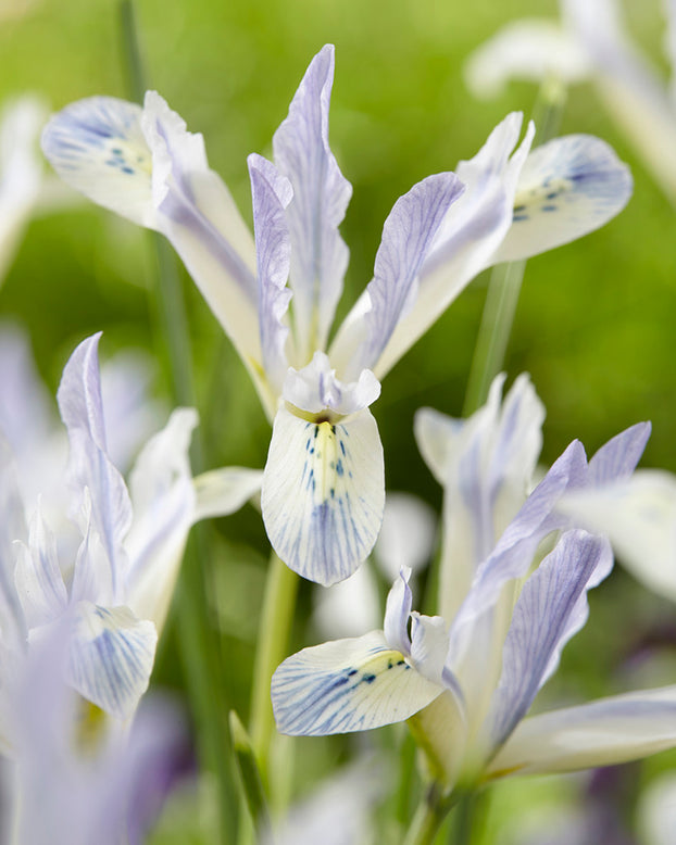Iris 'Painted Lady'