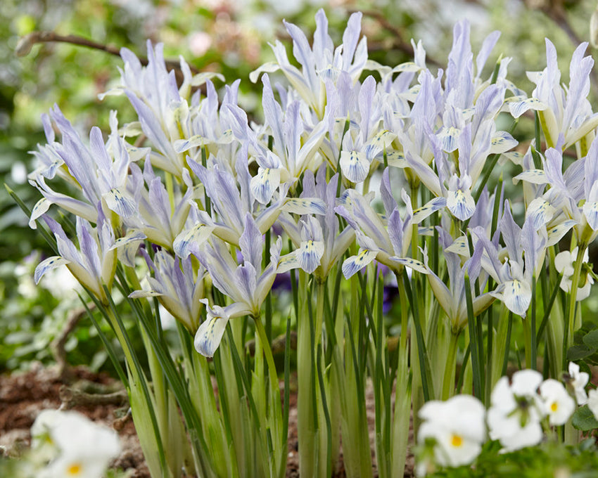 Iris 'Painted Lady'