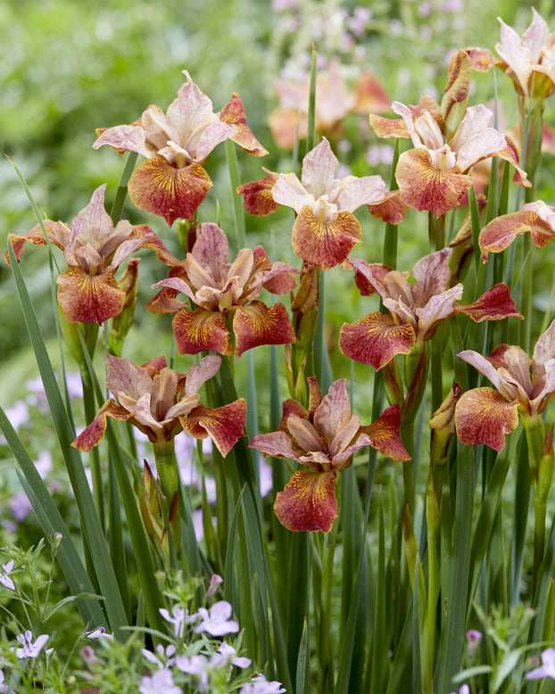 Iris 'Paprikash'