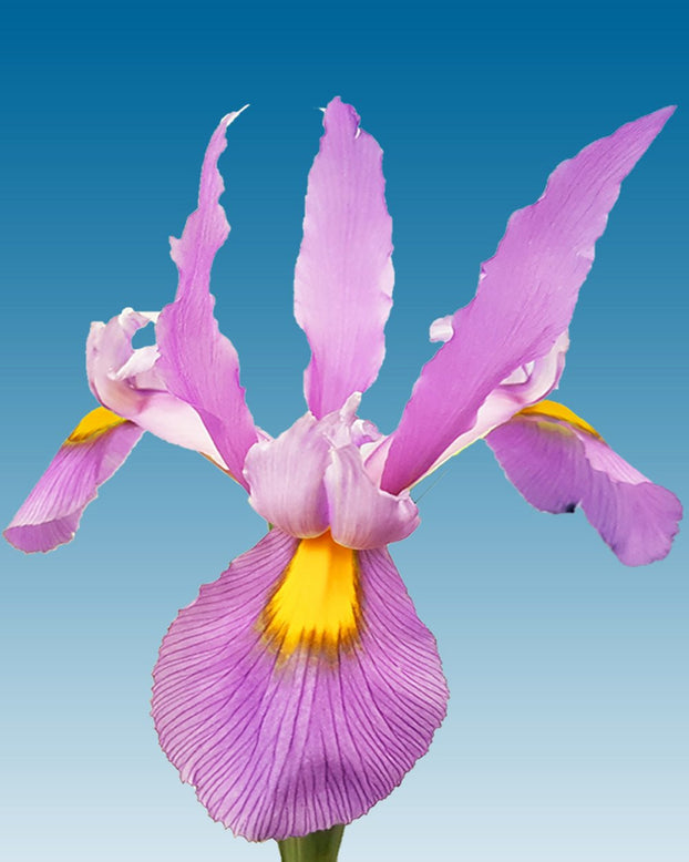 Dutch Iris 'Pink Panther'