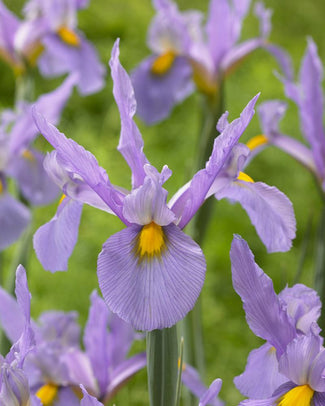 Dutch Iris 'Pink Panther'