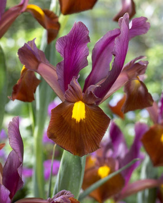 Dutch Iris 'Red Ember'