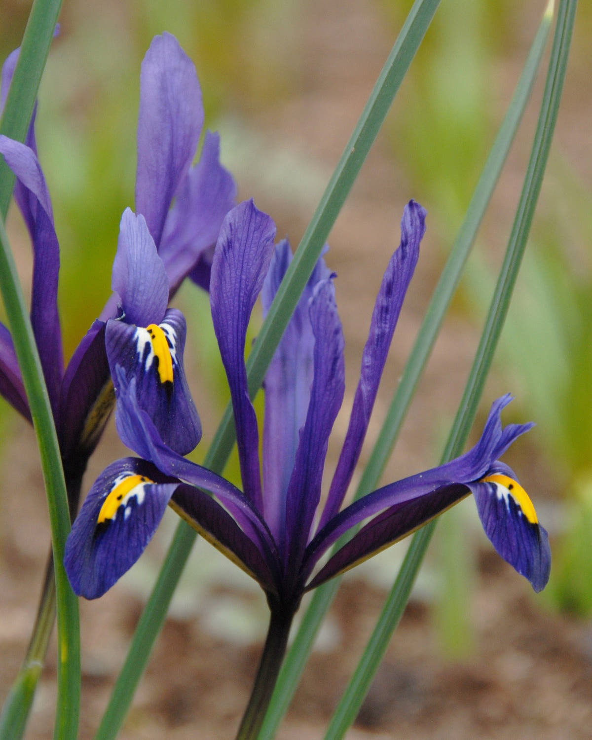 Flower BulbsReticulata Bulbs UK - 1