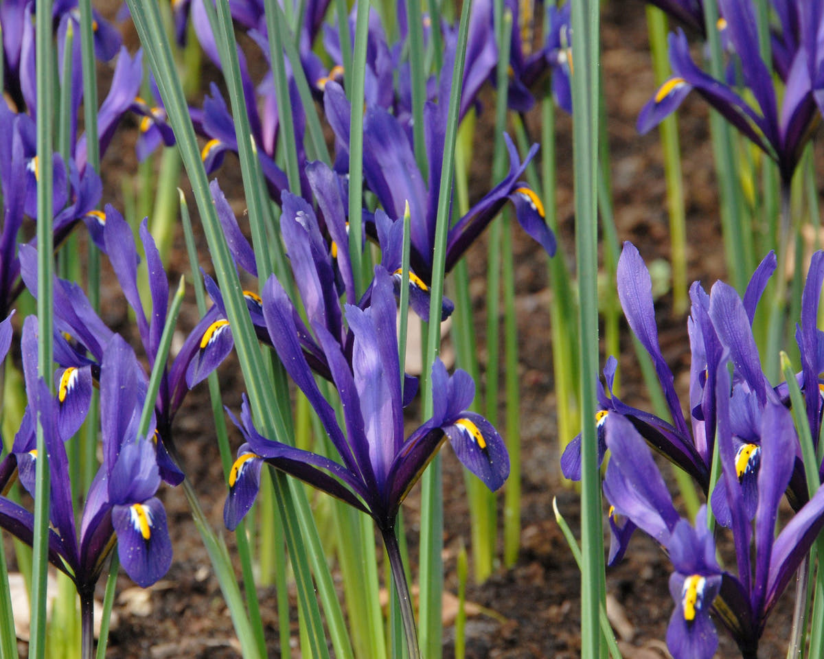 Flower BulbsReticulata Bulbs UK - 2