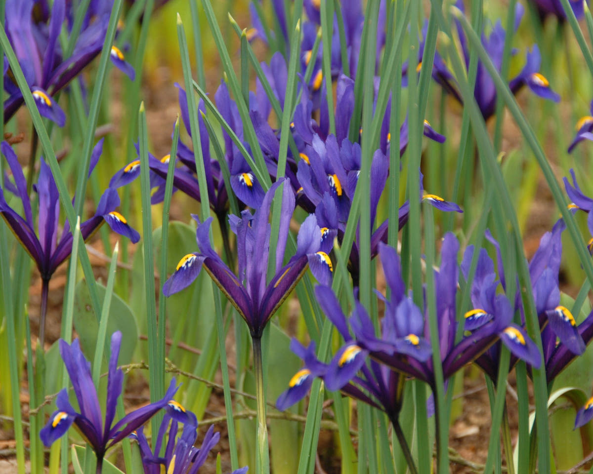 Flower BulbsReticulata Bulbs UK - 3