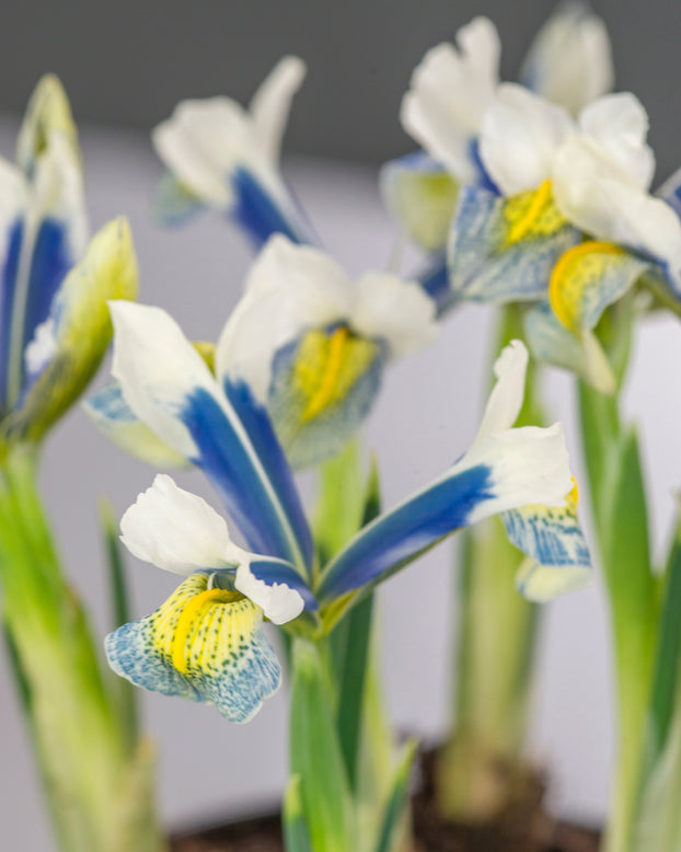 Iris 'Sea Breeze'