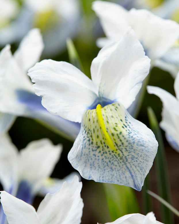 Iris 'Sea Breeze'