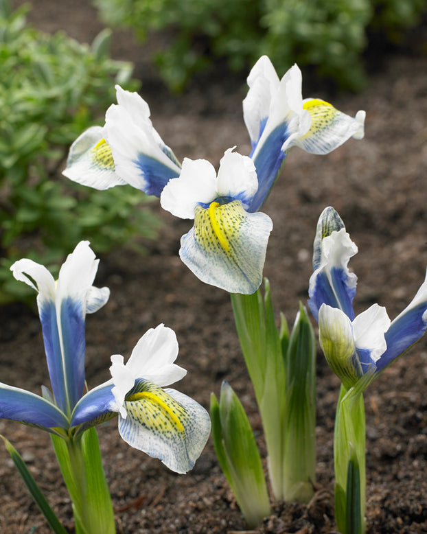 Iris 'Sea Breeze'