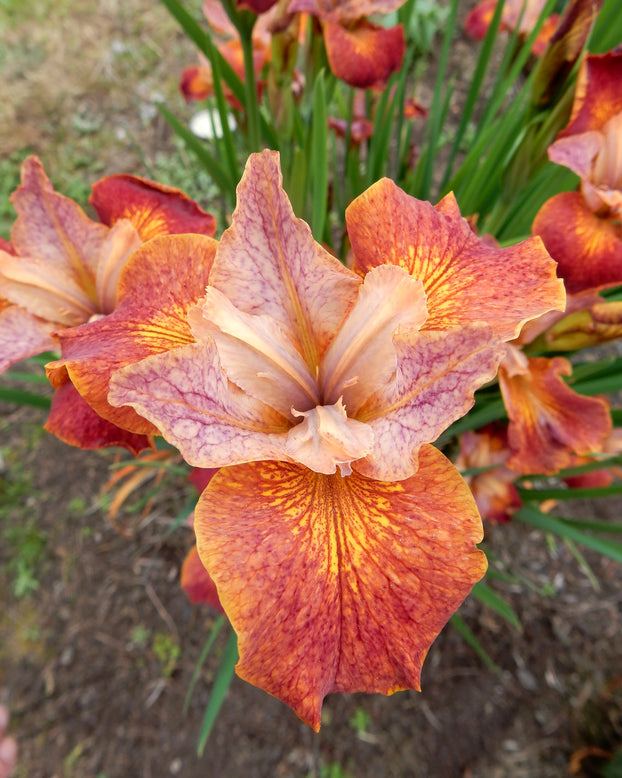 Iris 'Paprikash'