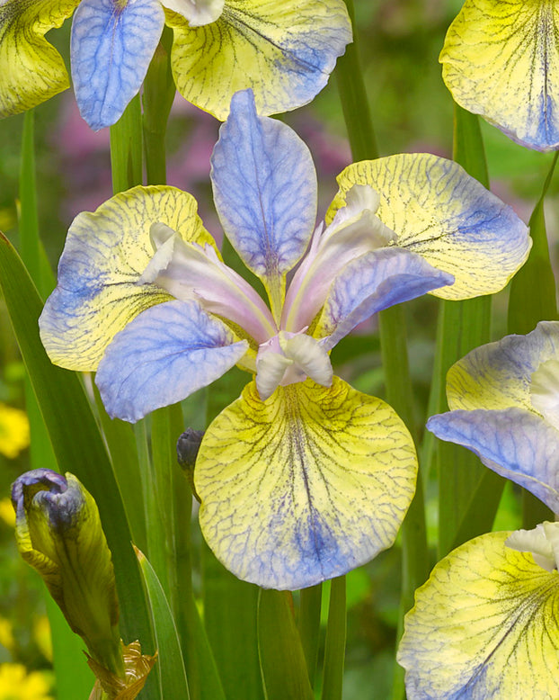 Iris sibirica 'Tipped in Blue' bare roots — Buy bicolour Siberian iris ...