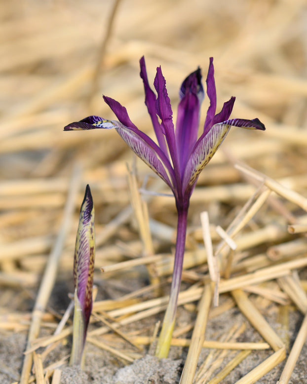 Iris 'Spot On'