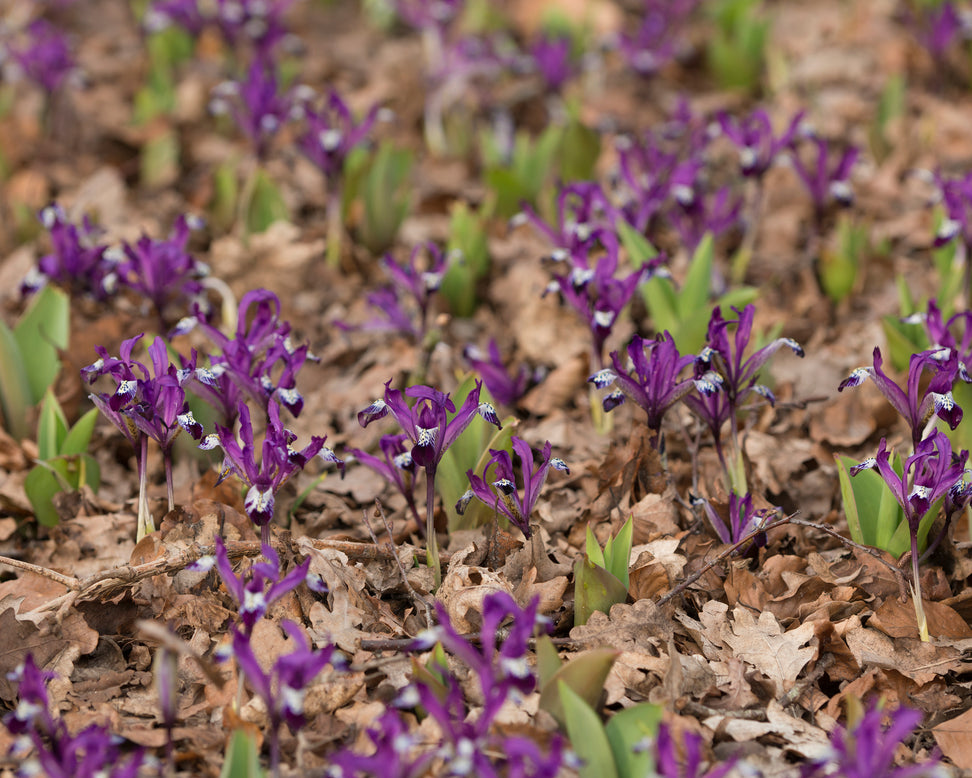 Iris 'Spot On'