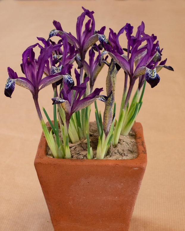 Iris 'Spot On'