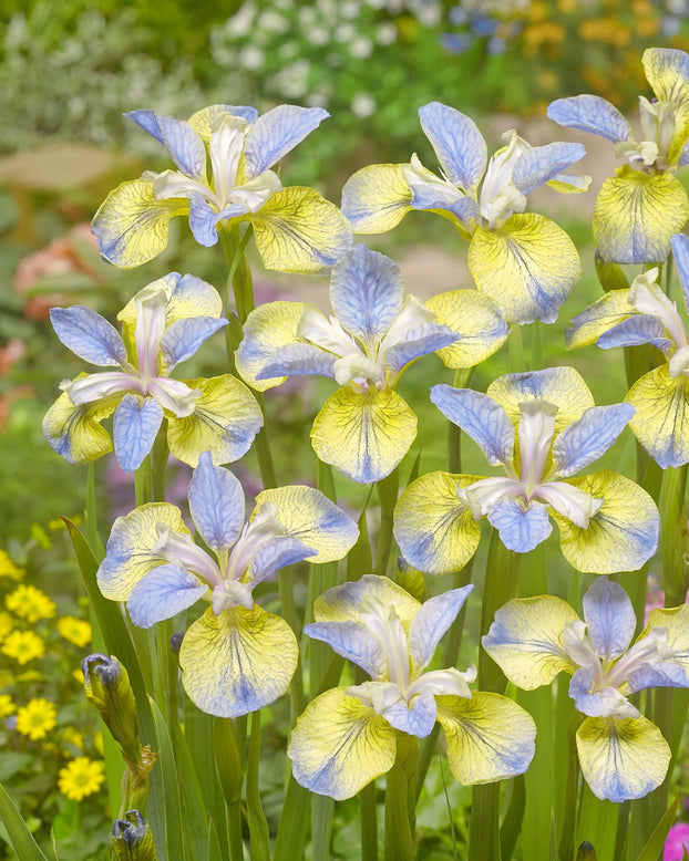 Iris 'Tipped in Blue'