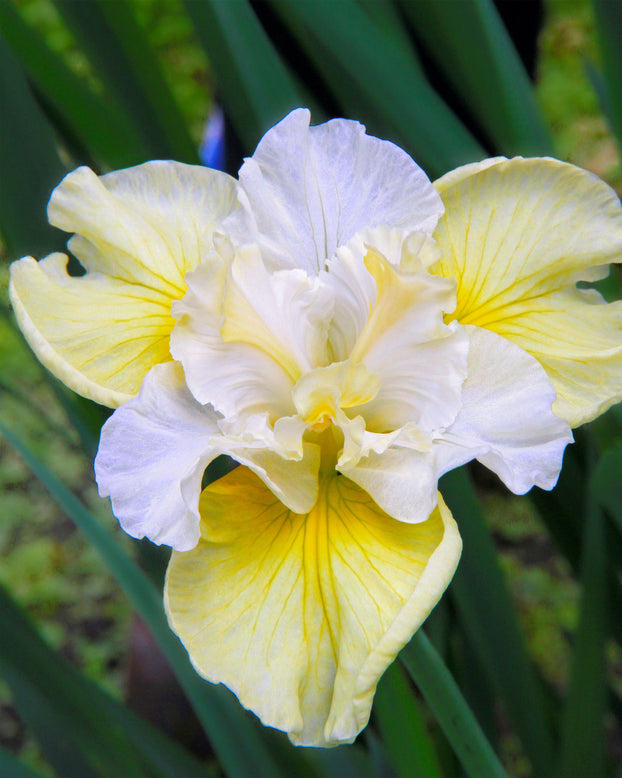Iris 'Yellowtail'