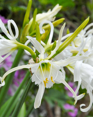 Hymenocallis × festalis 'Zwanenburg'