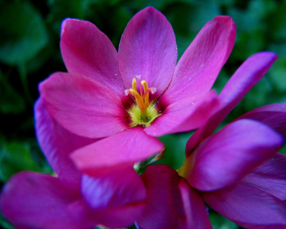 Ixia 'Mixed'