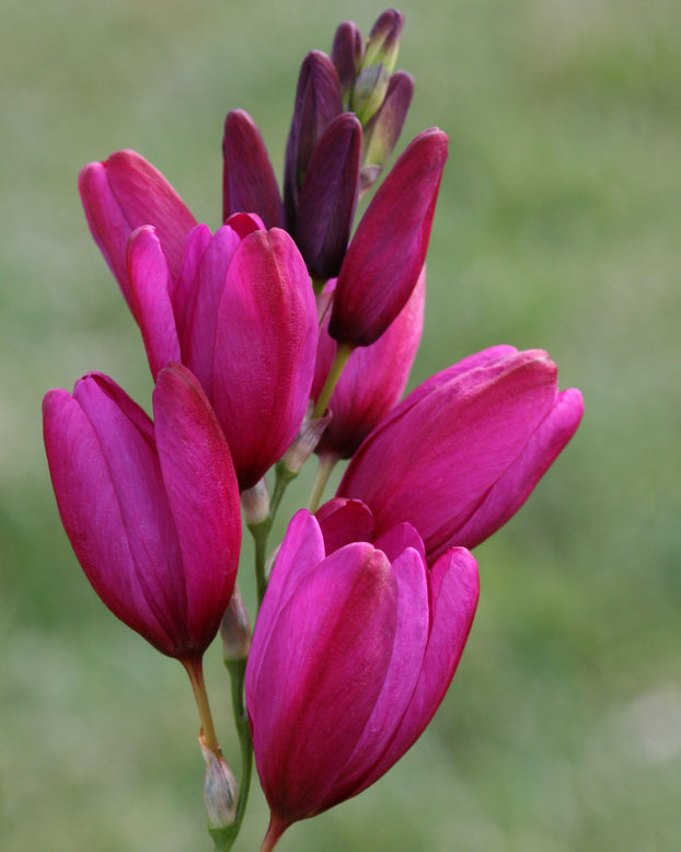 Ixia 'Mixed'