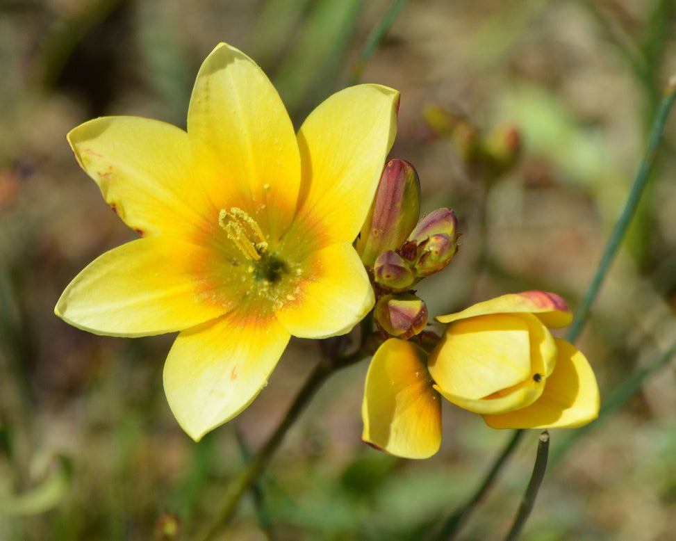 Ixia 'Mixed'