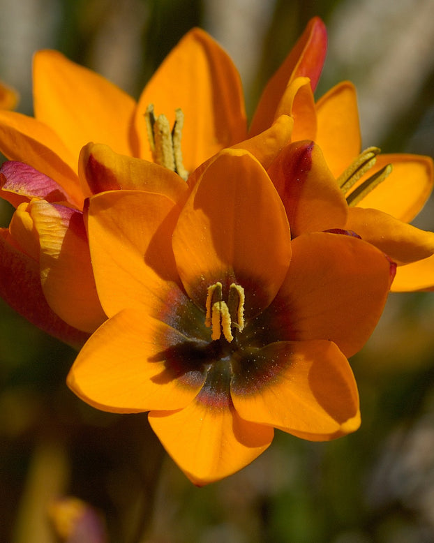 Ixia 'Mixed'