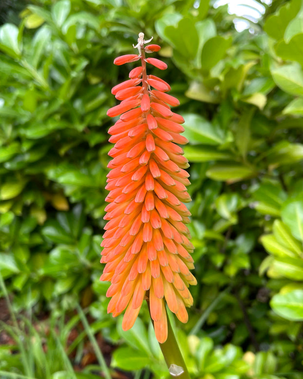 Kniphofia 'Alcazar'
